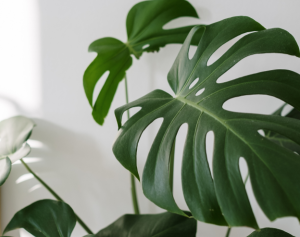 le jardin de la coiffure un coiffeur qui utilise des produits naturels a cavignac